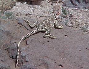 La Bajada Lizard