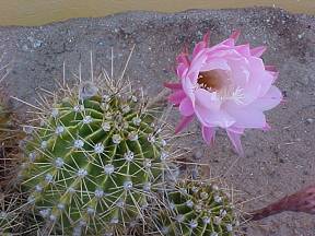 Night Blooming Cactus