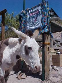 Oatman Board of Director Jeffey the Burro