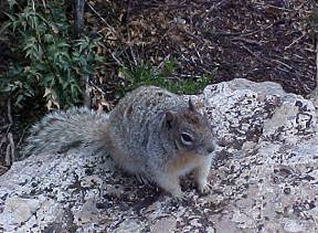 Grand Canyon Squirrel