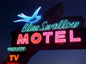 Beautiful Blue Swallow Neon