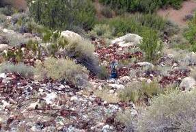 Twin Arrows Trading Post Dump in Padre Canyon