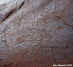 Kokopelli Petroglyphs, Sand Island, Utah