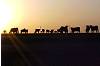 Groom Cows