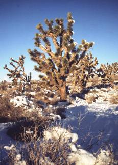 Snow in the Mojave???