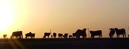 Groom Cows