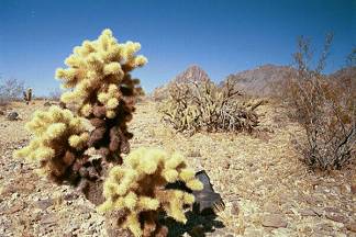 Old Trails Cactus Garden